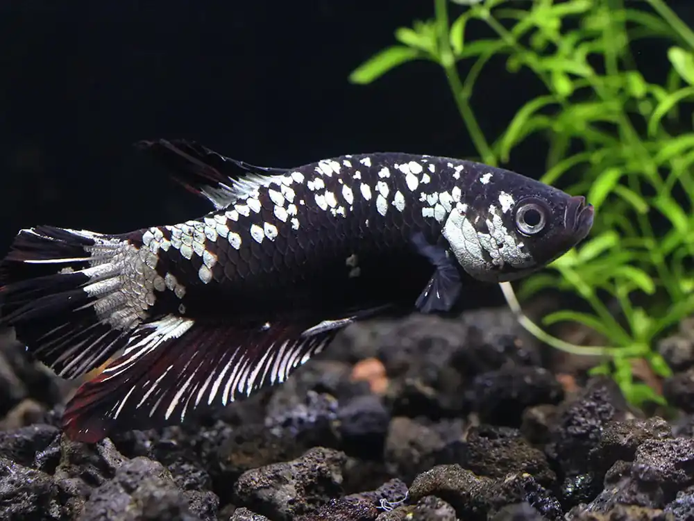 Green and Black Dragon Plakat Male Betta (Betta splendens) | Live Freshwater Fish - Squeaky's Aquatics