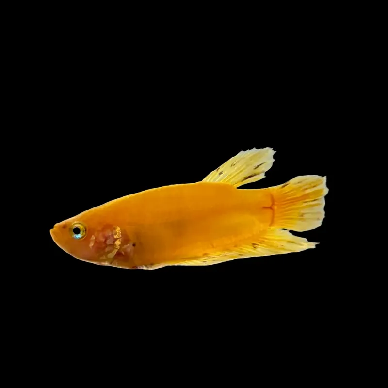 Yellow Banana Plakat Male Betta (Betta splendens) | Live Freshwater Fish - Squeaky's Aquatics