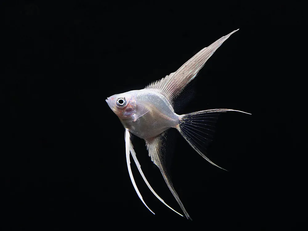 Platinum Veil Angelfish (Pterophyllum scalare) - Squeaky's Aquatics