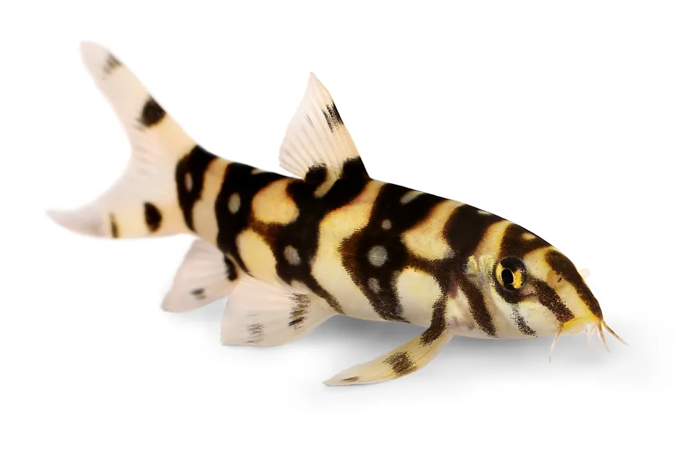 Yo Yo Loach (Botia almorhae) - Squeaky's Aquatics