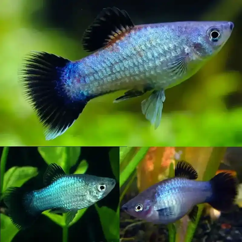 Blue Wag Platy (Xiphophorus maculatus) - Squeaky's Aquatics