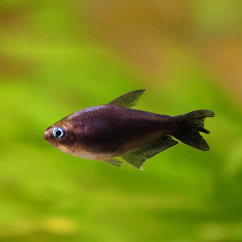 Black Emperor Tetra (Nematobrycon palmeri) - Squeaky's Aquatics