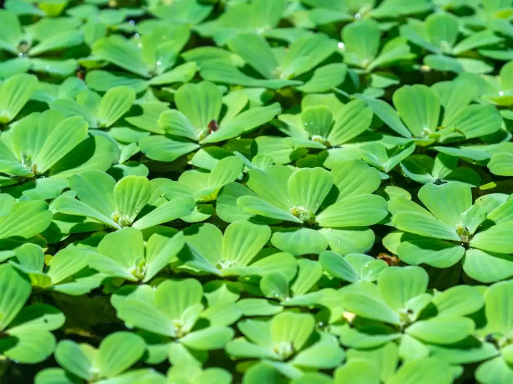 Water Lettuce (Pistia stratiotes) - Squeaky's Aquatics