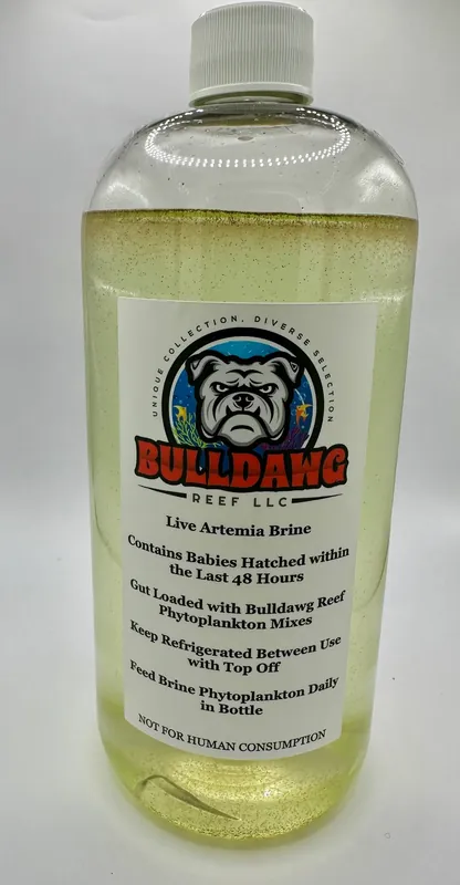 Bulldawg Artemia Brine Shrimp | Live Gut-Loaded Nauplii for Reef Aquariums