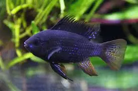 Dark Knight Black Balloon Ram (Mikrogeophagus ramirezi) - Squeaky's Aquatics