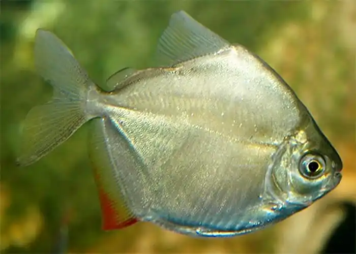 Silver Dollar (Metynnis argenteus) | Live Freshwater Community Fish - Squeaky's Aquatics