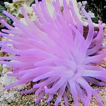 Purple Reef Anemone - Squeaky's Aquatics