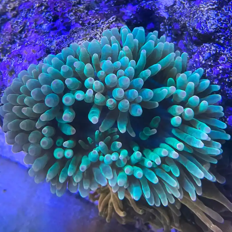 Green Bulb Anemone (Entacmaea quadricolor) - Squeaky's Aquatics