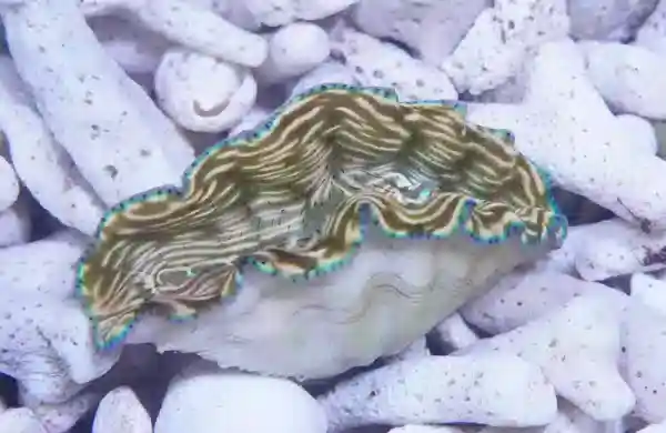 Derasa Clam (Tridacna derasa) — Striped with Blue Rim - Squeaky's Aquatics