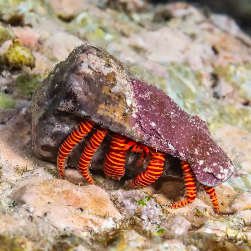 Halloween Orange Band Hermit Crab (Ciliopagurus strigatus) - Squeaky's Aquatics