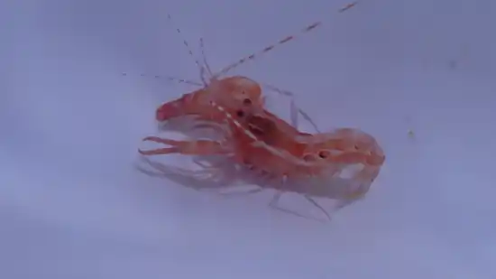 Curly-Que Pistol Shrimp (Alpheus armatus)