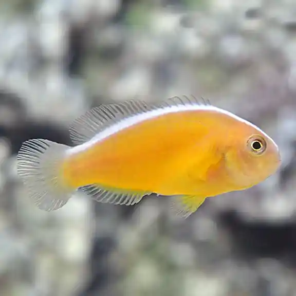 Orange Skunk Clownfish (Amphiprion sandaracinos) - Squeaky's Aquatics