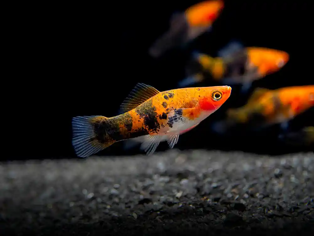 Calico Showa Swordtail (Xiphophorus hellerii) - Squeaky's Aquatics