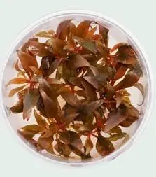 Alternanthera reineckii 'Mini' - Squeaky's Aquatics