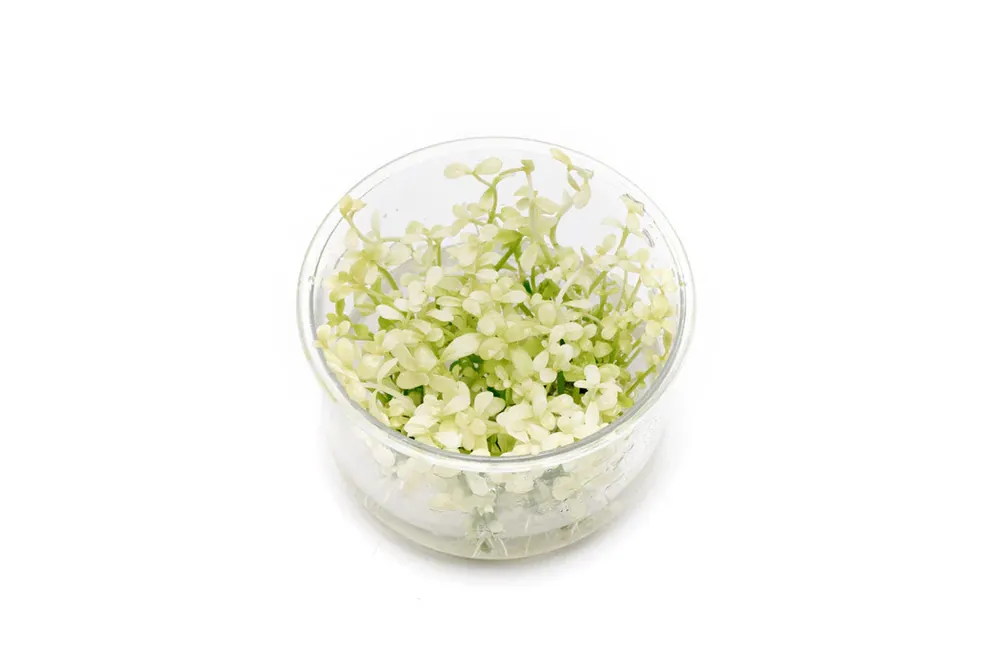 Bacopa Compact White (Bacopa caroliniana 'Compacta White') - Squeaky's Aquatics