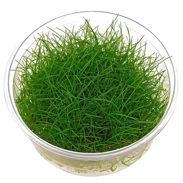 Dwarf Hairgrass (Eleocharis acicularis) - Squeaky's Aquatics