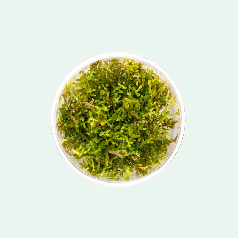 Rotala "Vietnam H'ra" (Rotala rotundifolia) - Squeaky's Aquatics