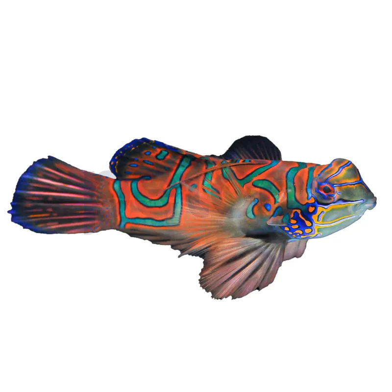 Red Mandarin Goby (Synchiropus splendidus) - Squeaky's Aquatics
