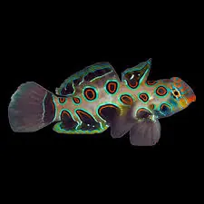 Spotted Mandarin Goby (Synchiropus picturatus) - Squeaky's Aquatics
