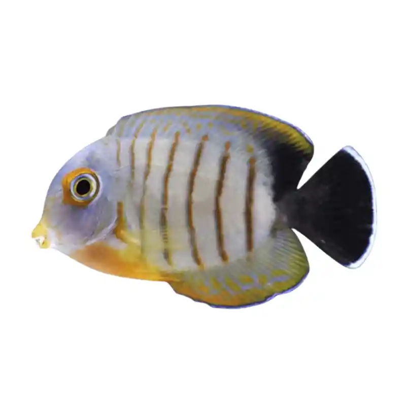 Mimic Eibli Tang (Acanthurus pyroferus) - Squeaky's Aquatics