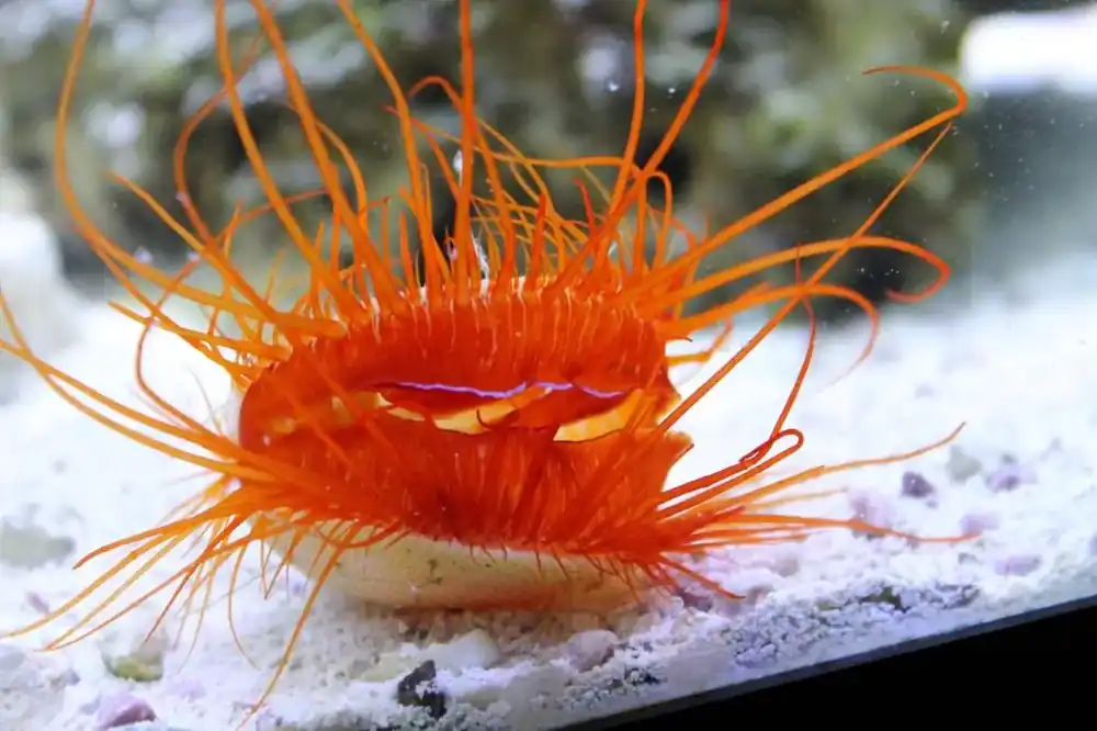 Electric Flame Scallop (Ctenoides ales) - Squeaky's Aquatics