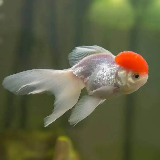 Red Cap Oranda Goldfish - Squeaky's Aquatics