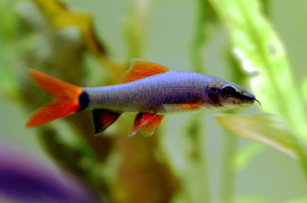 Rainbow Shark (Epalzeorhynchos frenatum) - Squeaky's Aquatics