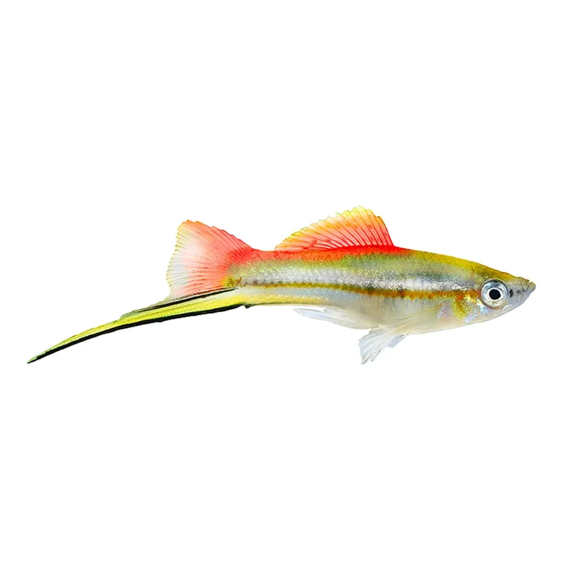Pineapple Swordtail (Xiphophorus hellerii) - Squeaky's Aquatics