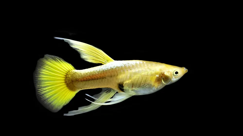 Full Gold Guppy (Poecilia reticulata) - Squeaky's Aquatics