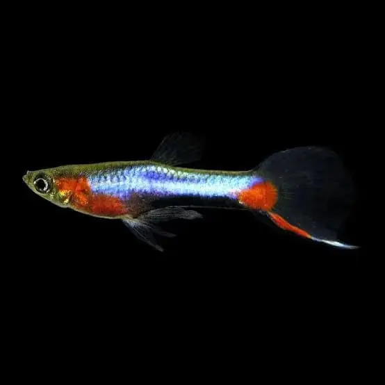 Blue Red Star Endler (Poecilia wingei) - Squeaky's Aquatics