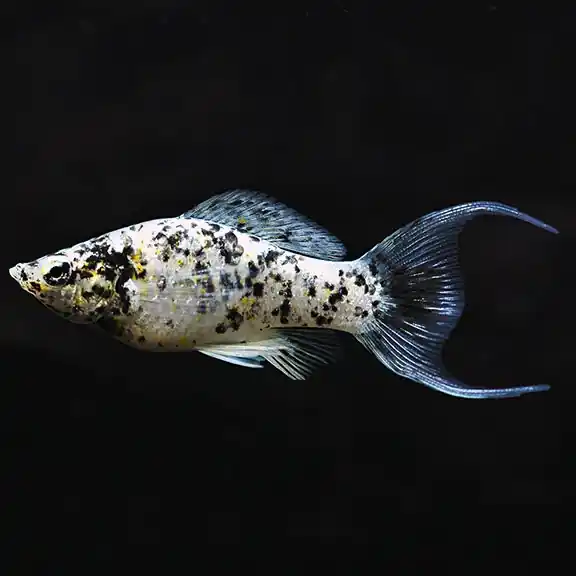 Dalmatian Lyretail Molly (Poecilia latipinna) - Squeaky's Aquatics