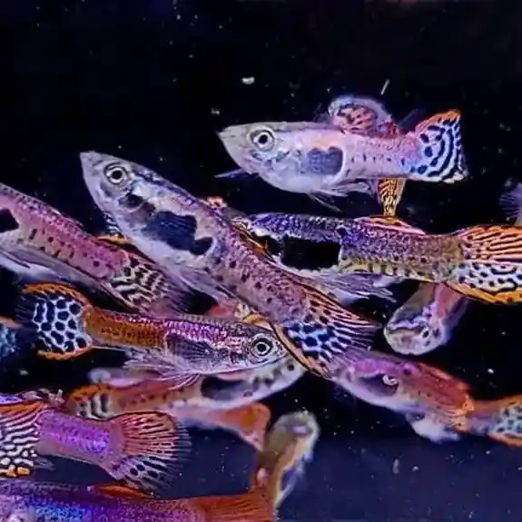 Red & Black Tiger Endler (Poecilia wingei) - Squeaky's Aquatics