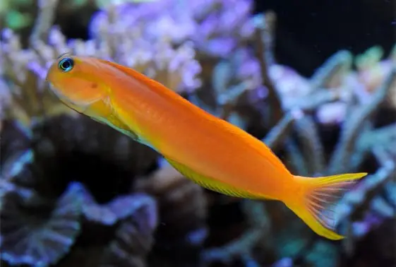 Midas Blenny (Ecsenius midas) - Squeaky's Aquatics