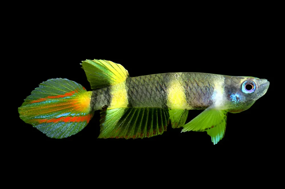 Clown Killifish (Epiplatys annulatus) - Squeaky's Aquatics