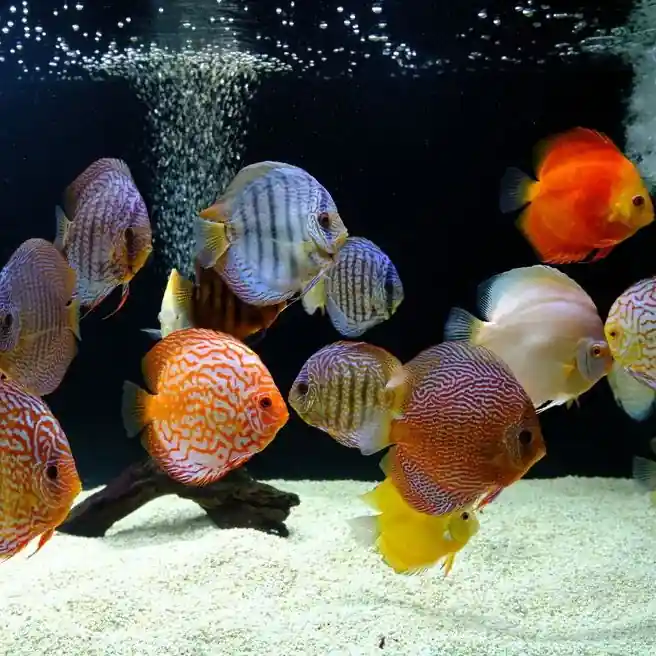 Discus - Assorted (Symphysodon spp.)