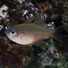 Longspine Cardinal (Pristiapogon kallopterus) - Squeaky's Aquatics