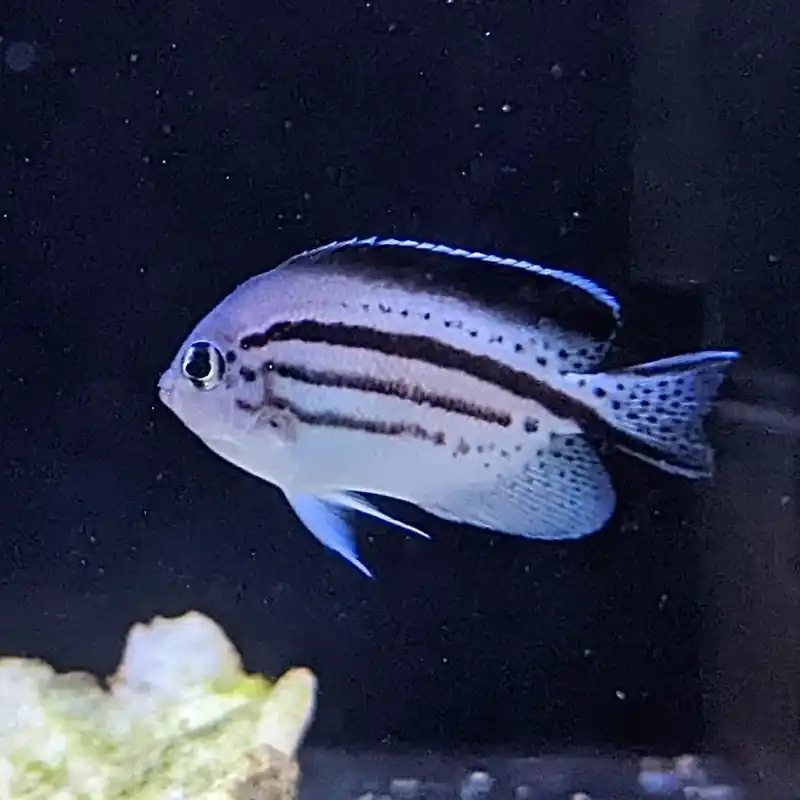 Lamarck Angel (Genicanthus lamarck) - Squeaky's Aquatics