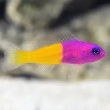 Bicolor Dottyback (Pictichromis paccagnellae) - Squeaky's Aquatics