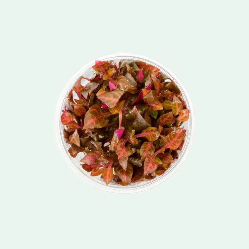 Alternanthera reineckii 'Rosanervig' - Cup