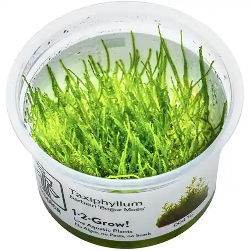 Java Moss (Taxiphyllum barbieri) - Cup