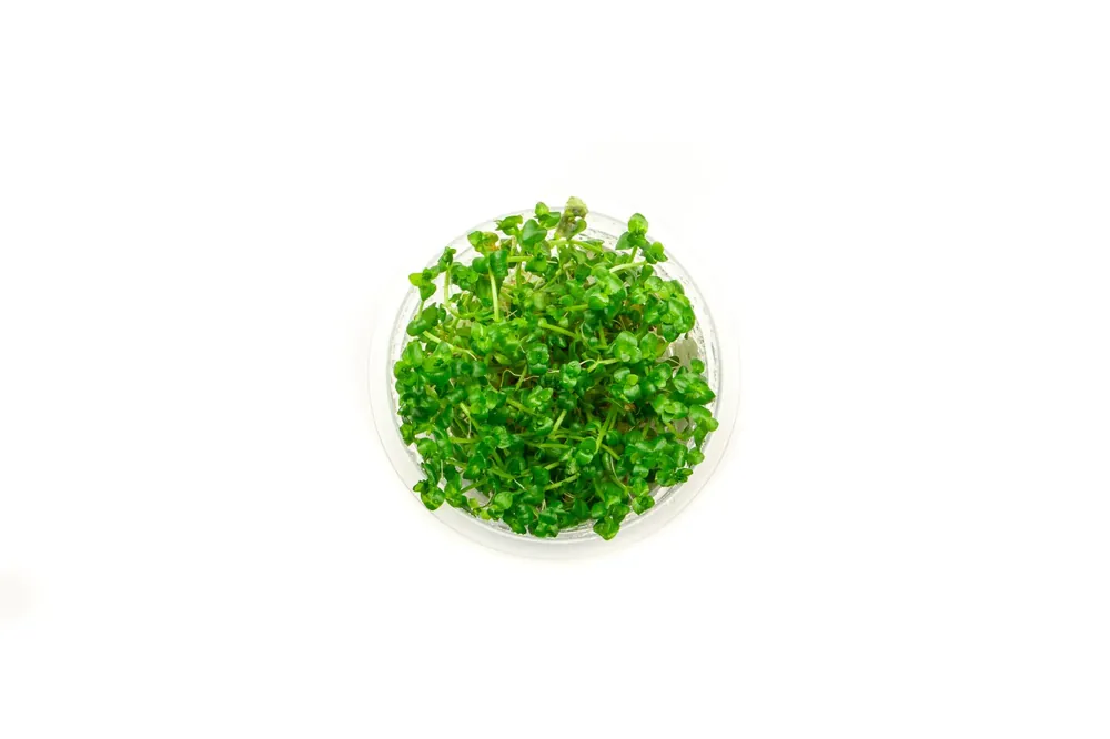 Lindernia rotundifolia - Cup