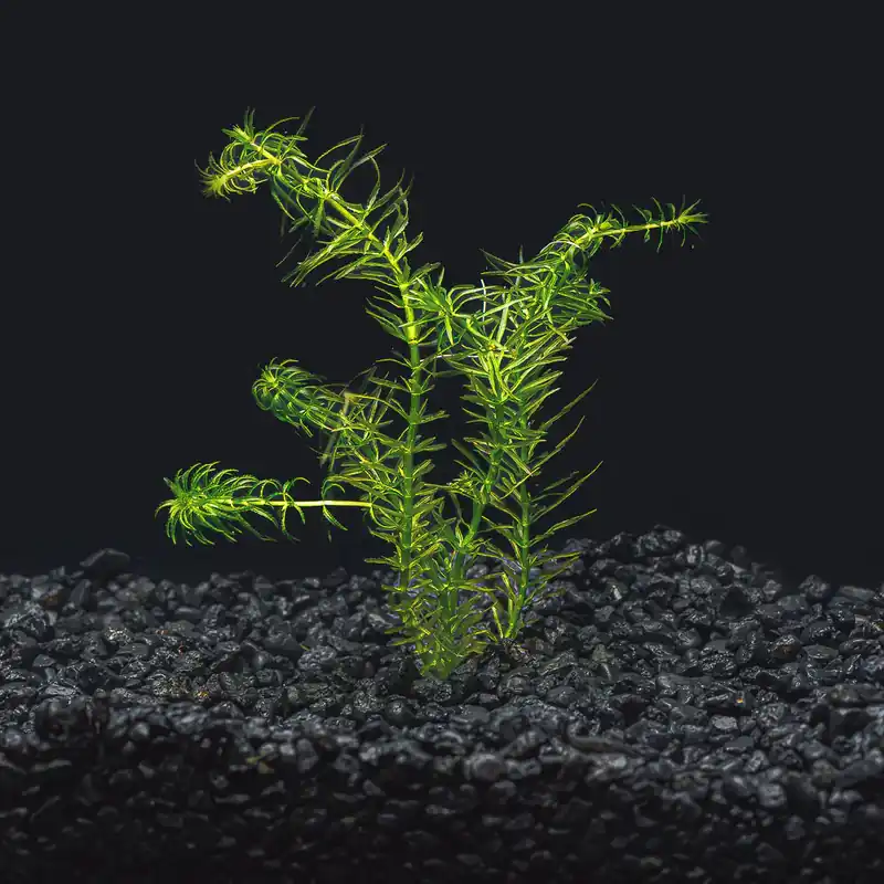Anacharis (Egeria densa) - Bunch