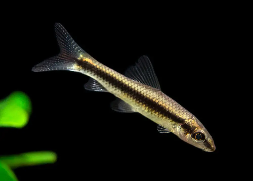 Siamese Algae Eater (Crossocheilus oblongus) - Squeaky's Aquatics