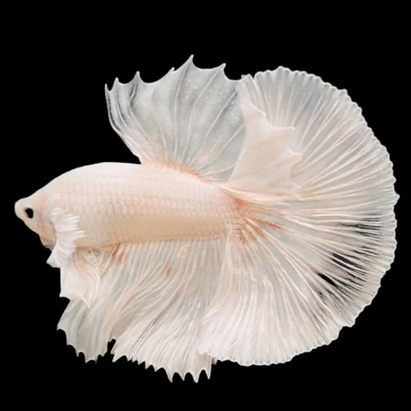 Dumbo Ear White Male Betta (Betta splendens) - Squeaky's Aquatics