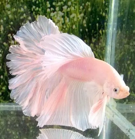 Pink Valentine Male Betta (Betta splendens) - Squeaky's Aquatics