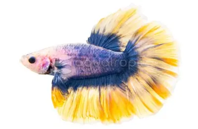 Radium Rosetail Male Betta (Betta splendens) - Squeaky's Aquatics