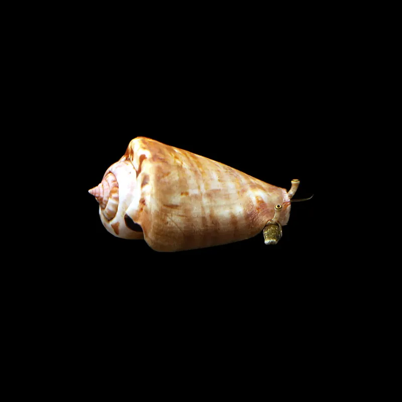 Strawberry Conch (Conomurex luhuanus) - Squeaky's Aquatics