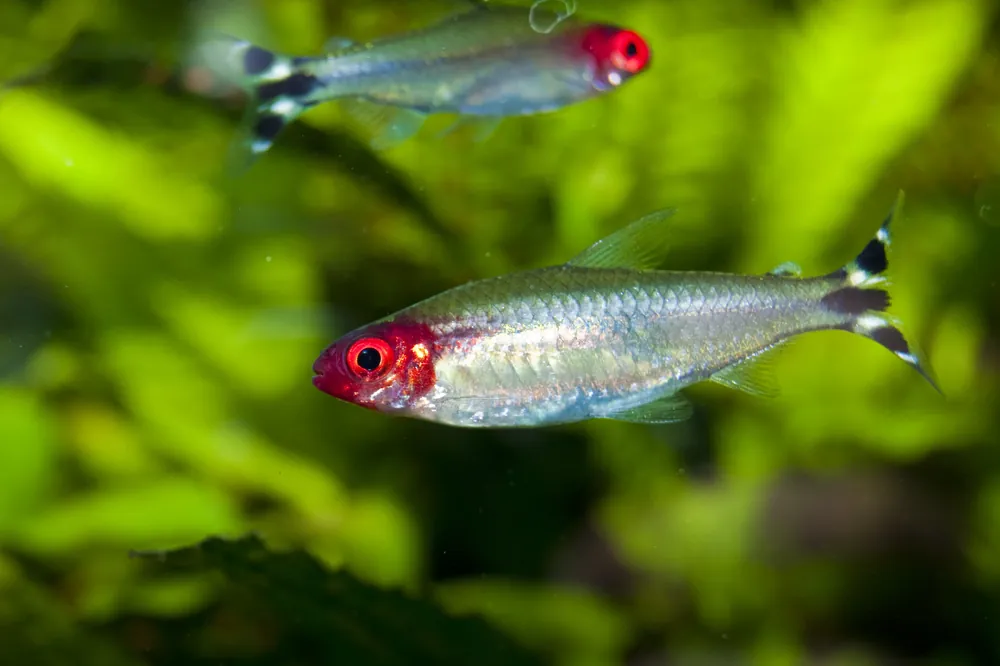 Brilliant Rummy Nose Tetra (Hemigrammus bleheri) - Squeaky's Aquatics