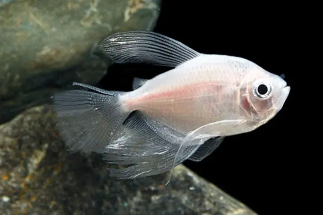 White Hifin Tetra (Gymnocorymbus ternetzi) - Squeaky's Aquatics