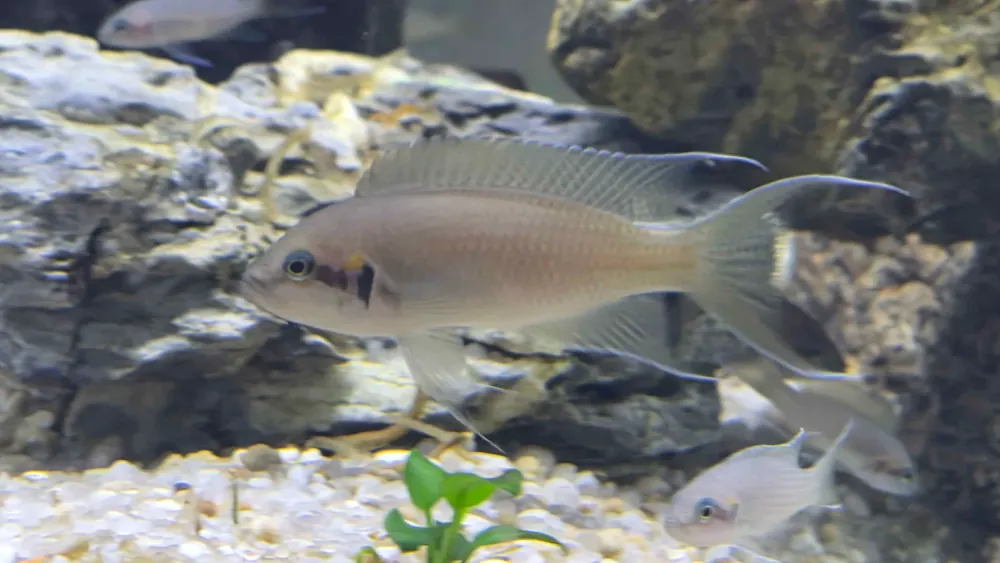 Brichardi Lyretail Cichlid (Neolamprologus brichardi) - Squeaky's Aquatics